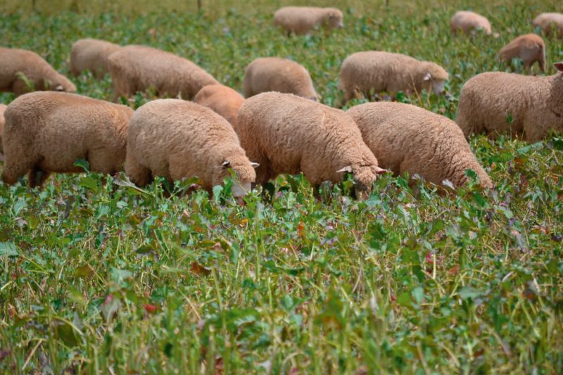 Mainstar Forage Rape DLF Seeds DLF Seeds Australia mainstar-forage-rape-dlf-seeds-dlf-seeds-australia
